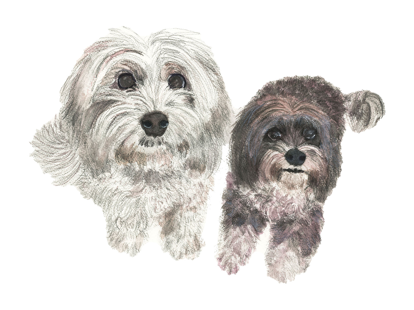 Classic Dog Portrait (2 Dogs)