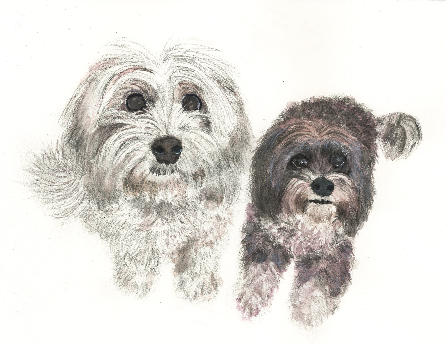 Dog Portraits