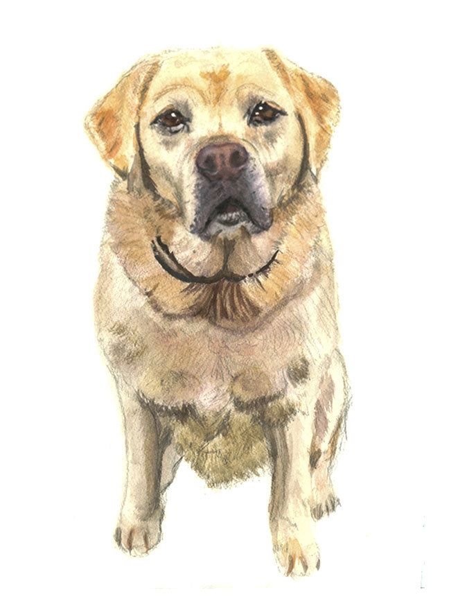 Dog Portraits